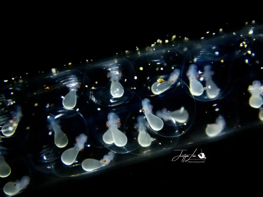 Macro subject photographed by Justyn Loo at Lembeh.