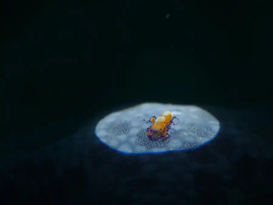 Macro subject photographed at Lembeh.