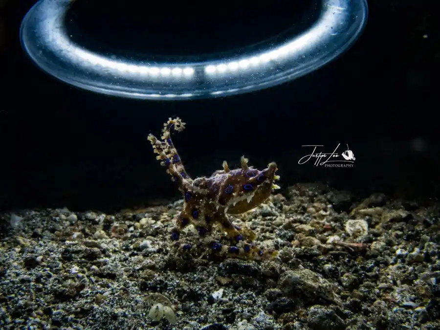 Underwater Macro Photography in Lembeh Strait, Indonesia