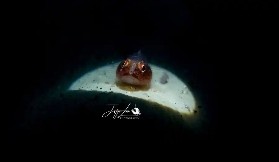 Macro subject photographed by Justyn Loo at Lembeh.