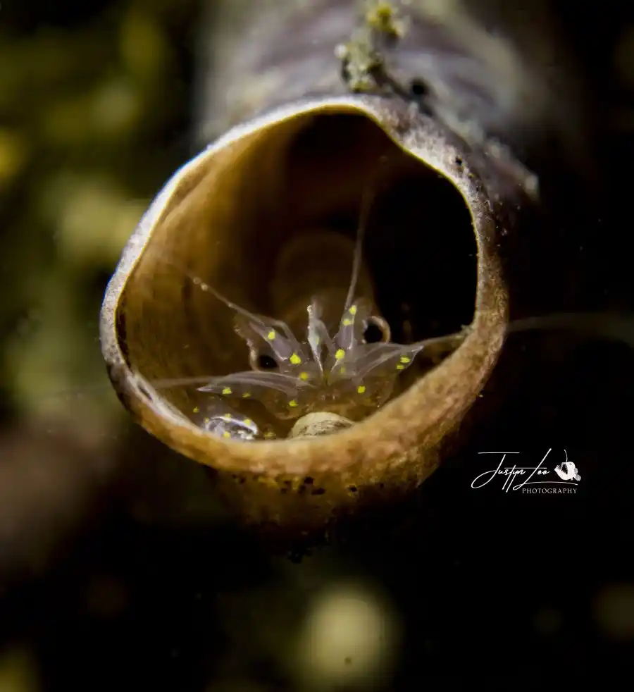 Macro subject photographed by Justyn Loo at Lembeh.