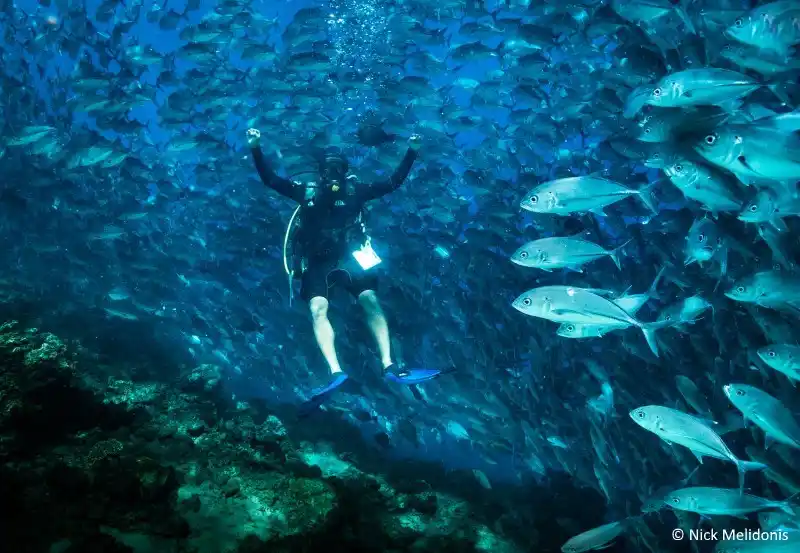 A school of trevally at Sipadan Island. © Nick Melidonis