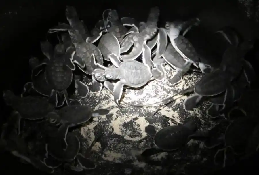 Turtle hatchlings ready for release into the ocean.
