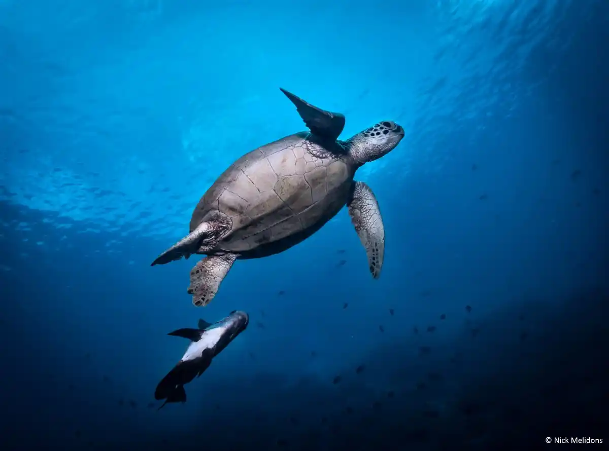 6 Facts You Probably Don't Know About Sipadan