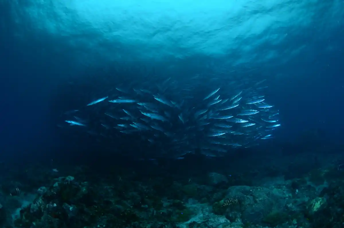 Chevron barracuda in The Channel. © Patrick Chong