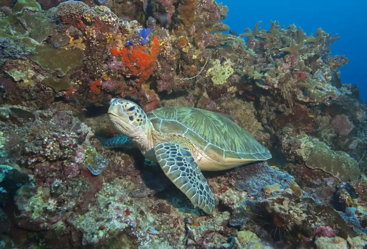 Exploring the Derawan Islands Off East Kalimantan