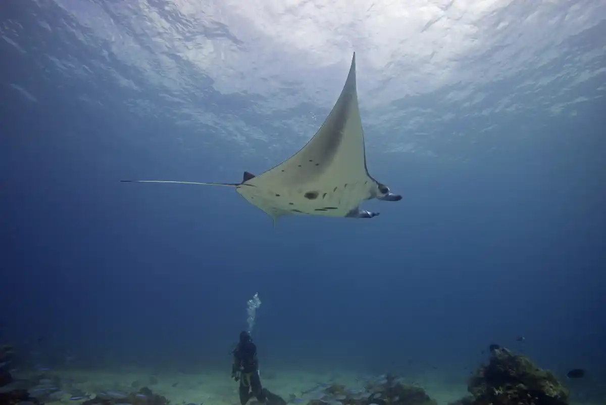 Manta ray, Sangalaki Island. © Pedro Vieyra