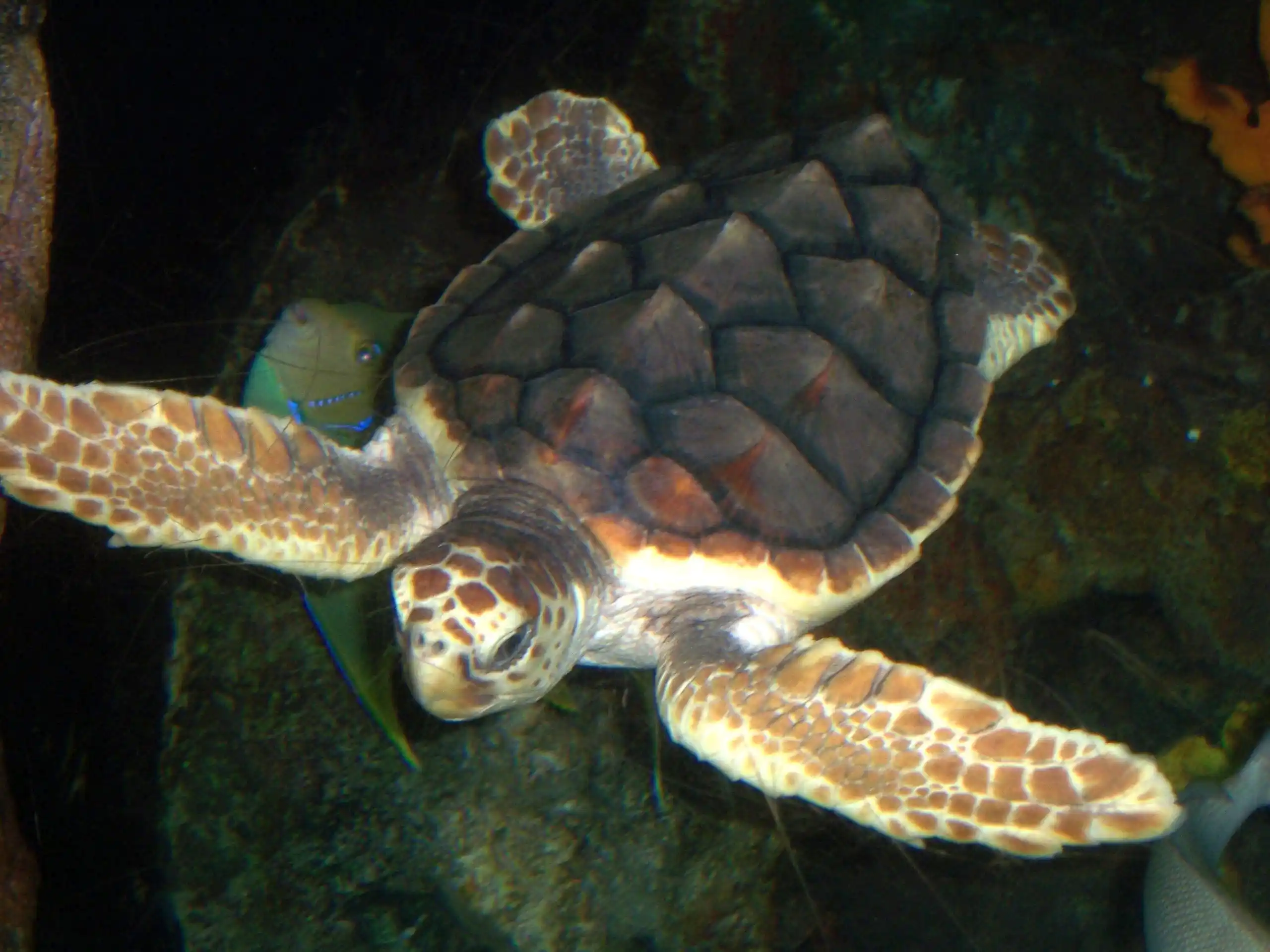 Loggerhead turtle.