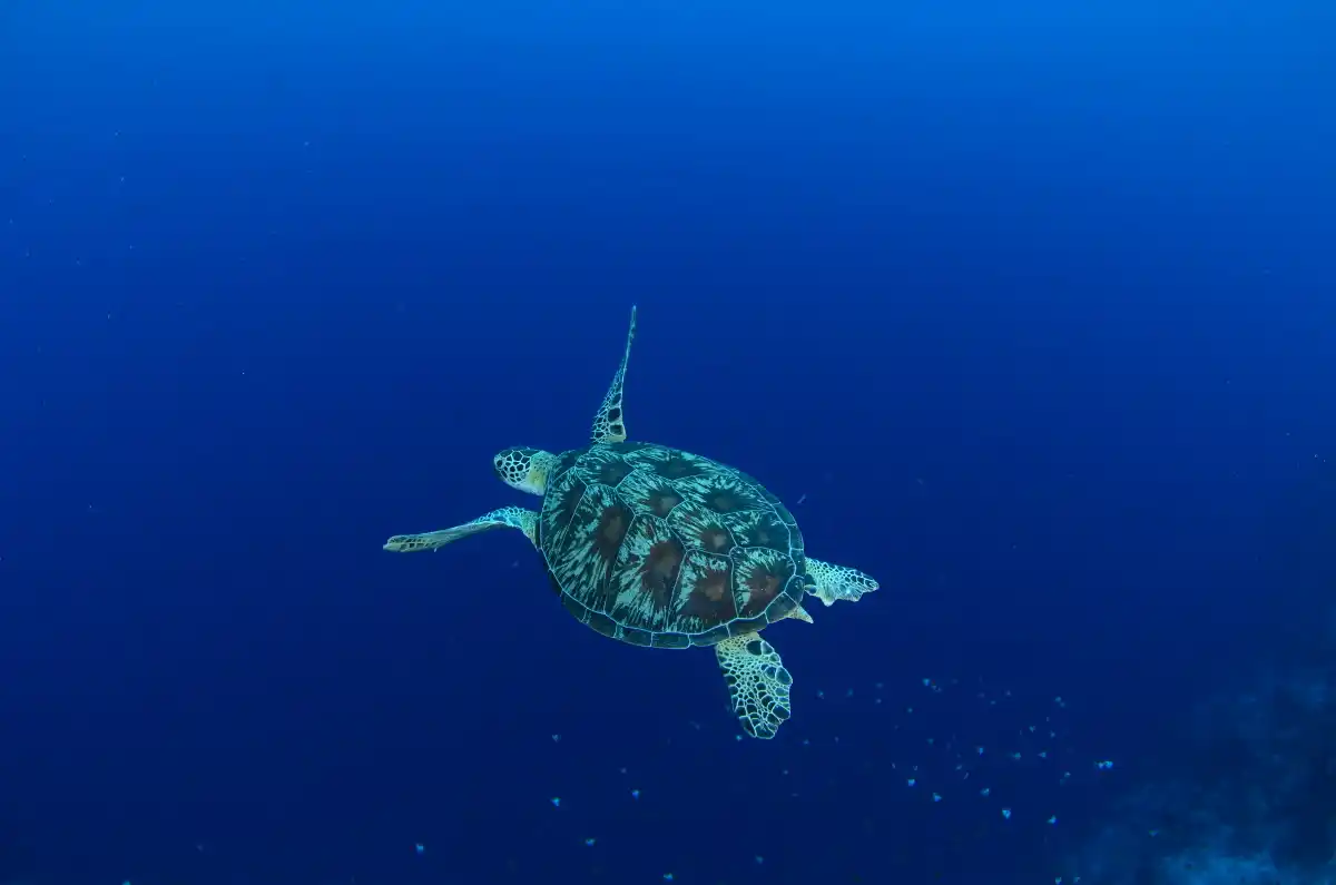 Green turtle swimming past a school of butterflyfish, Turtle Traffic, Maratua Island. © Patrick Chong