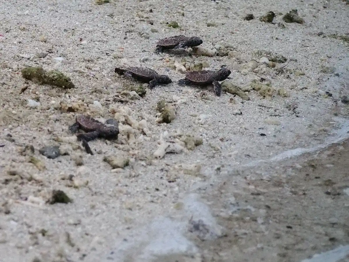 A bale of hawksbill turtles on their first journey into the sea, Lankayan Island.
