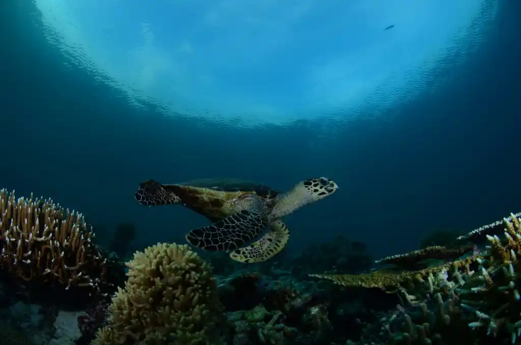 Hawksbill turtle at Mid Reef, Maratua Island. © Patrick Chong