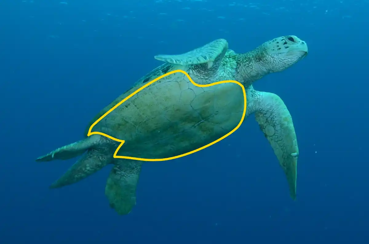 The belly side, outlined in yellow, is known as the plastron.