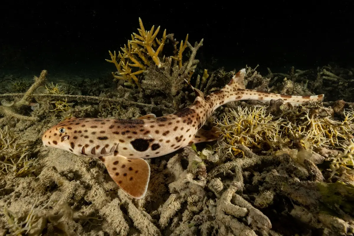 The Halmahera Epaulette Shark at Sali Kecil, South Halmahera.