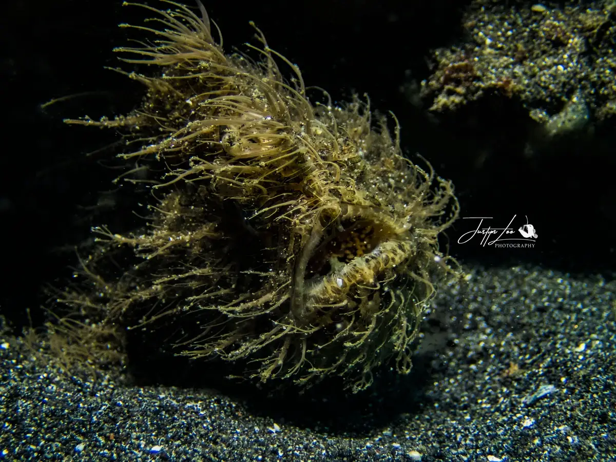 A hairy frogfish on Lembeh's volcanic sand.