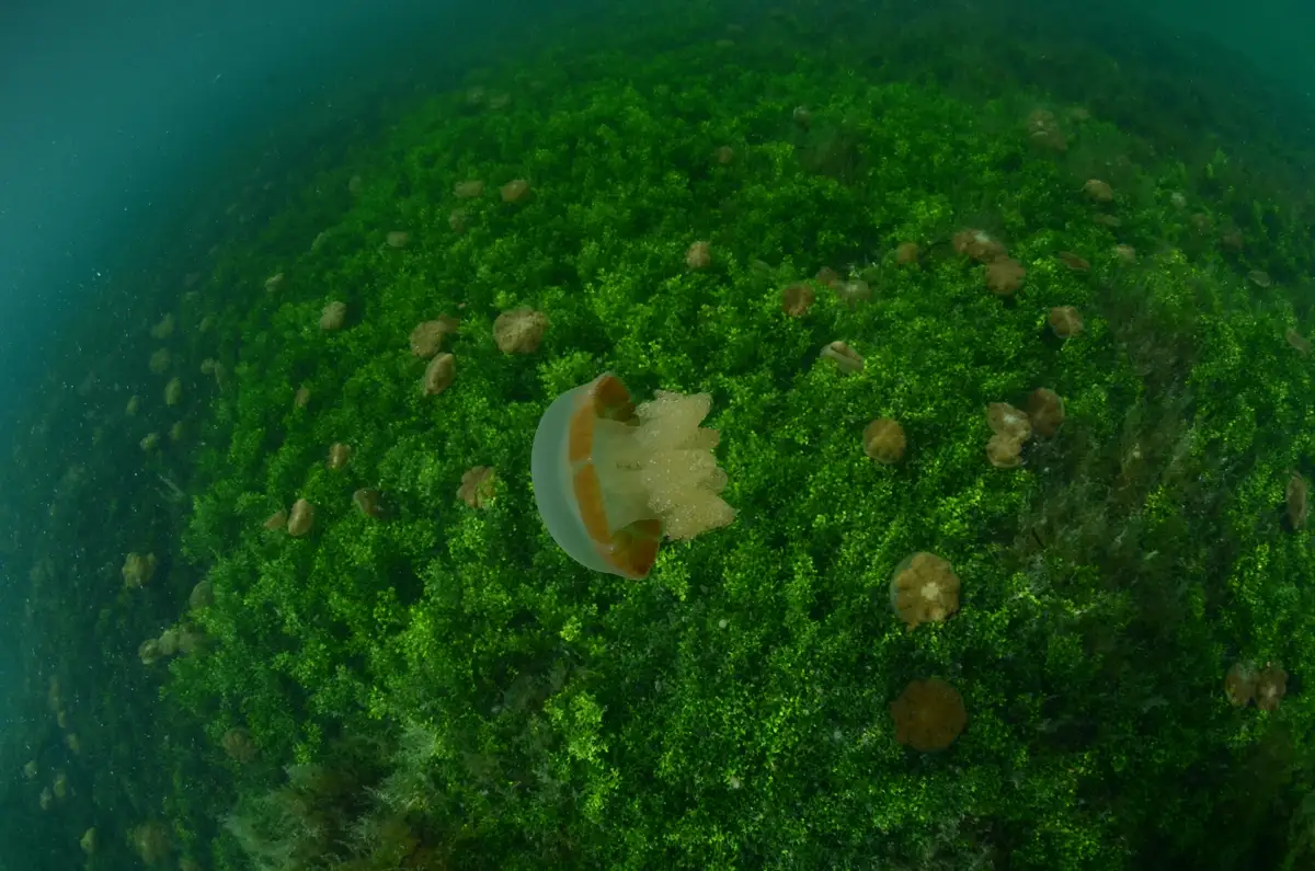 Stingless jellyfish in Kakaban Lake, Derawan Archipelago.