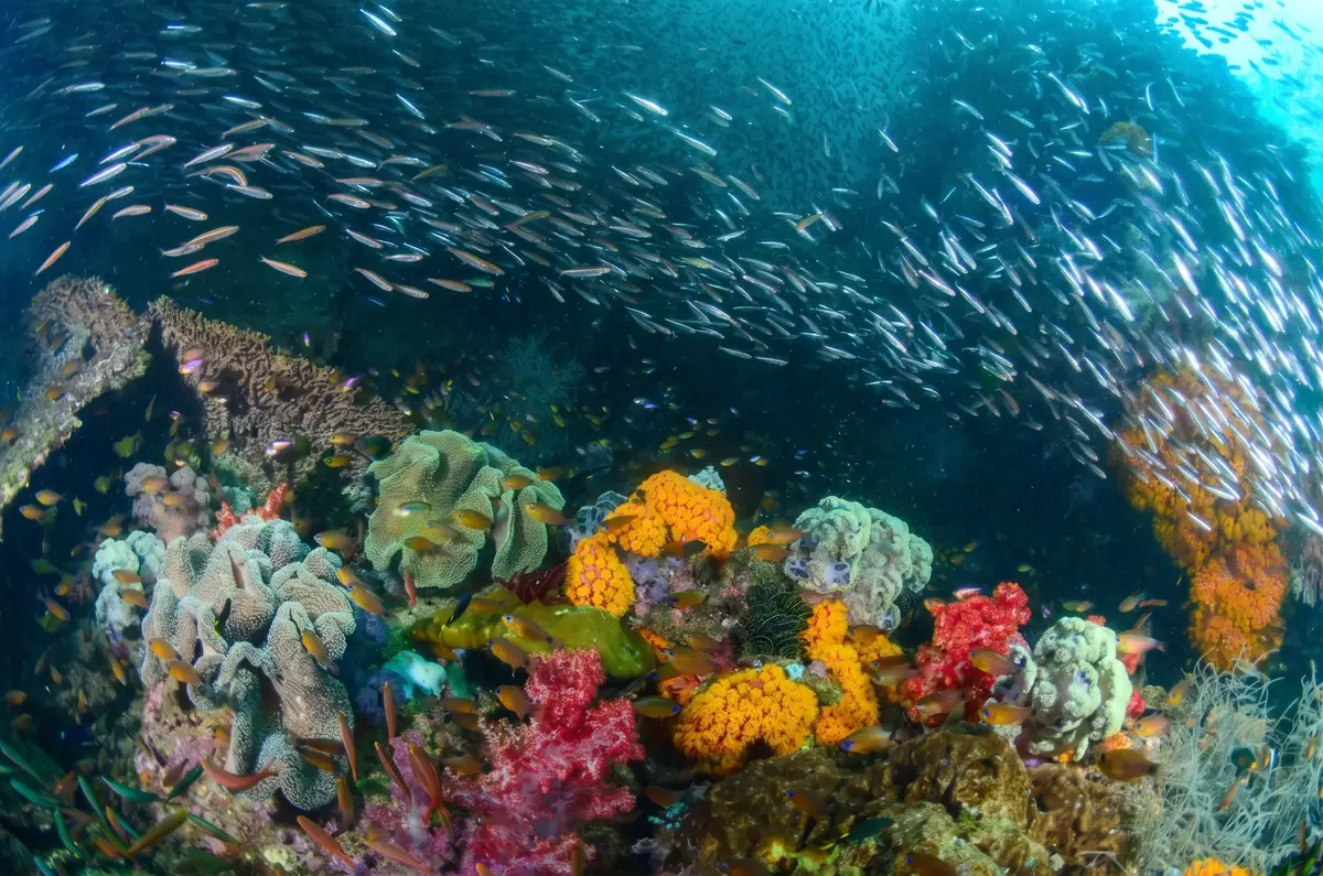 Little Komodo dive site, Triton Bay.
