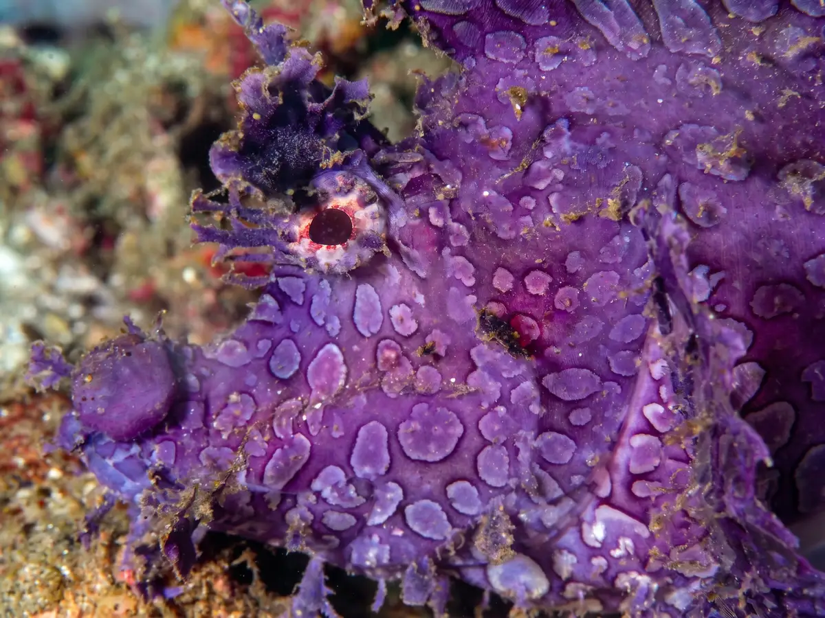 A purple rhinopias in Ambon Bay.