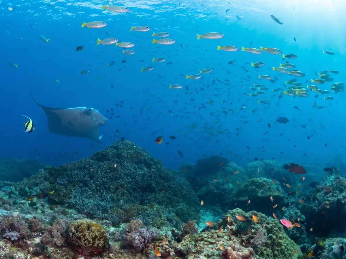 A reef manta in the Dampier Strait, Central Raja Ampat.
