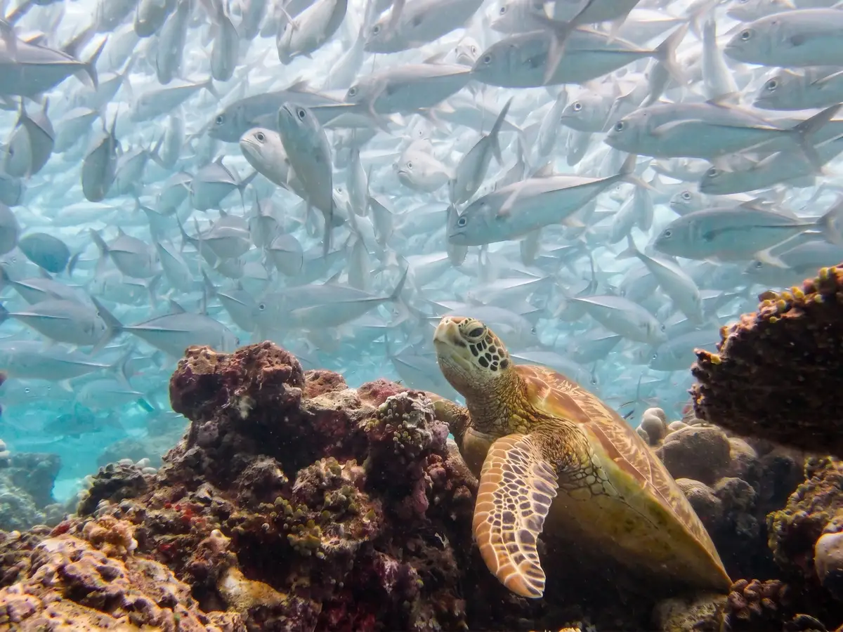 A green turtle at rest on the Sipadan reef flat while trevallies sweep past.