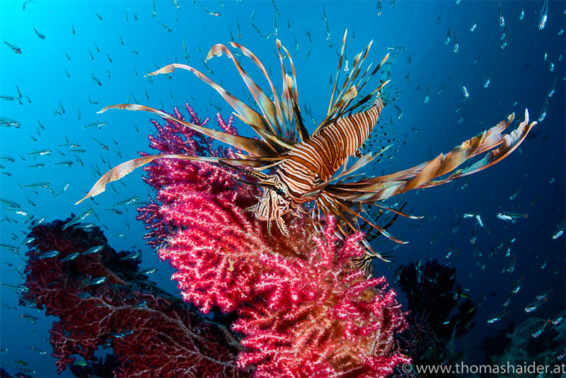 Triton Bay Divers Beach and Dive Resort, Kaimana