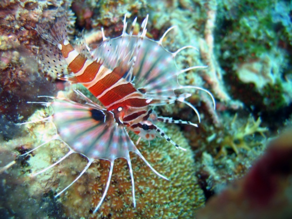 Dive Lankayan Island, Diving Overview