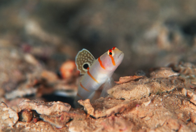 Diving Mataking Islands