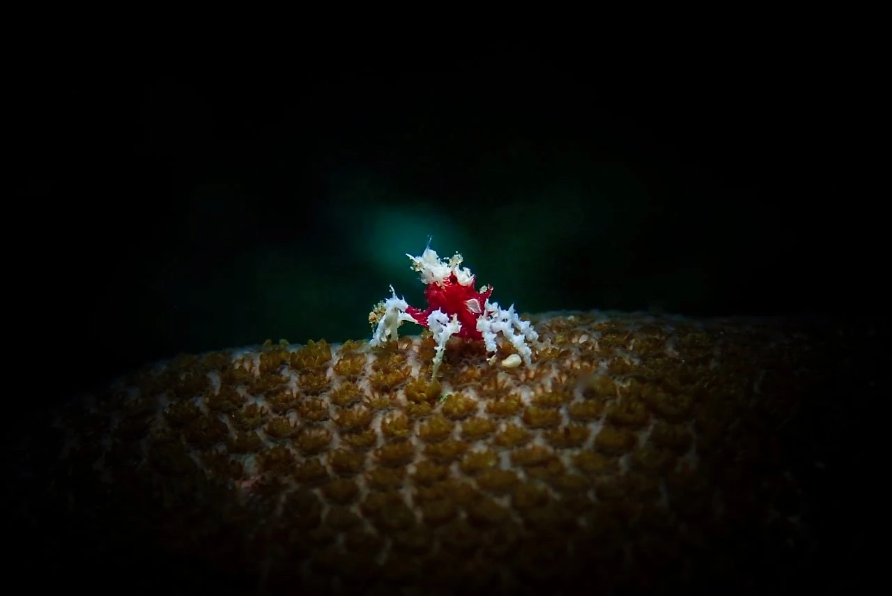 Candy crab on soft coral, Ambon Bay.