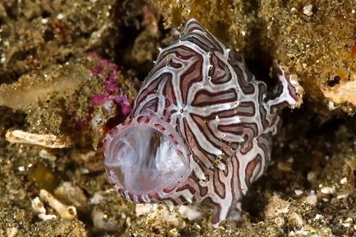 The psychedelic frogfish, endemic to Ambon Bay.