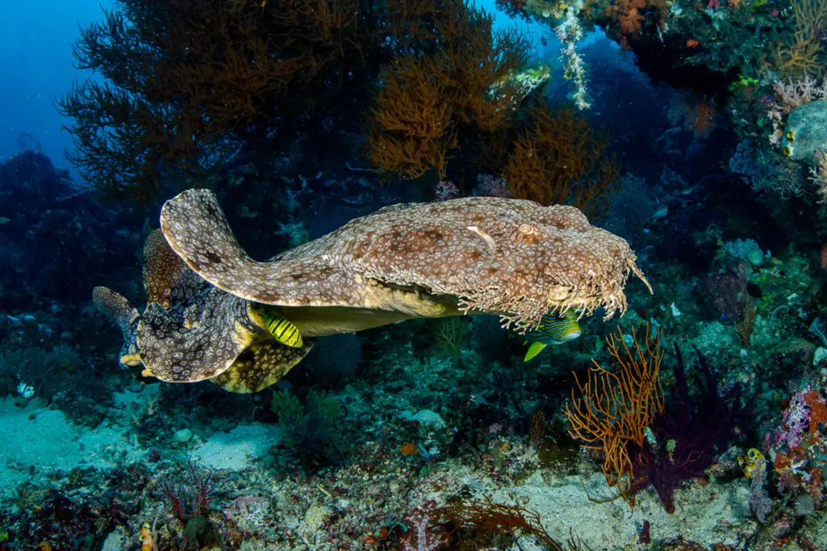 A wobbegong shark resting on the reef at Cape Kri, Raja Ampat