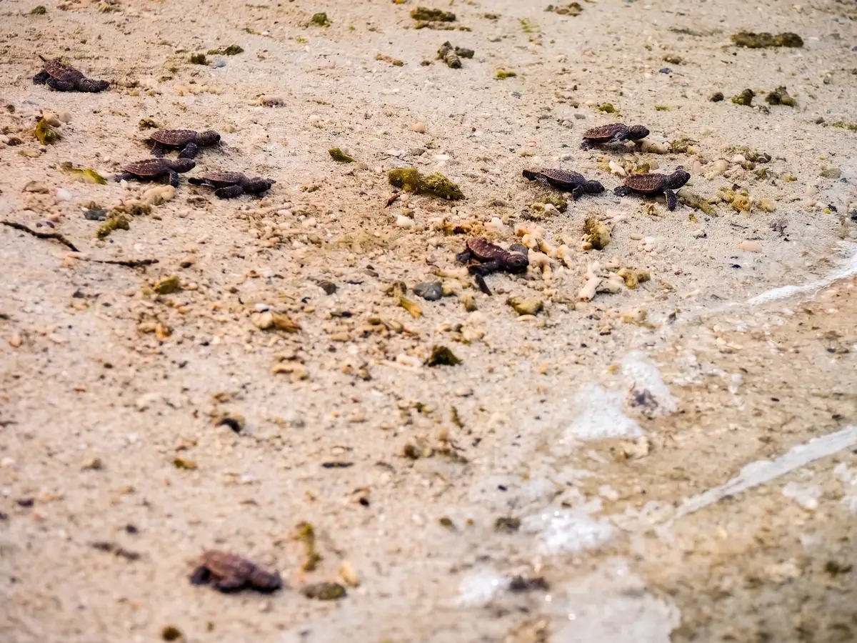 Hatchling green turtles making their first descent into the Sulu Sea at Lankayan's turtle hatchery
