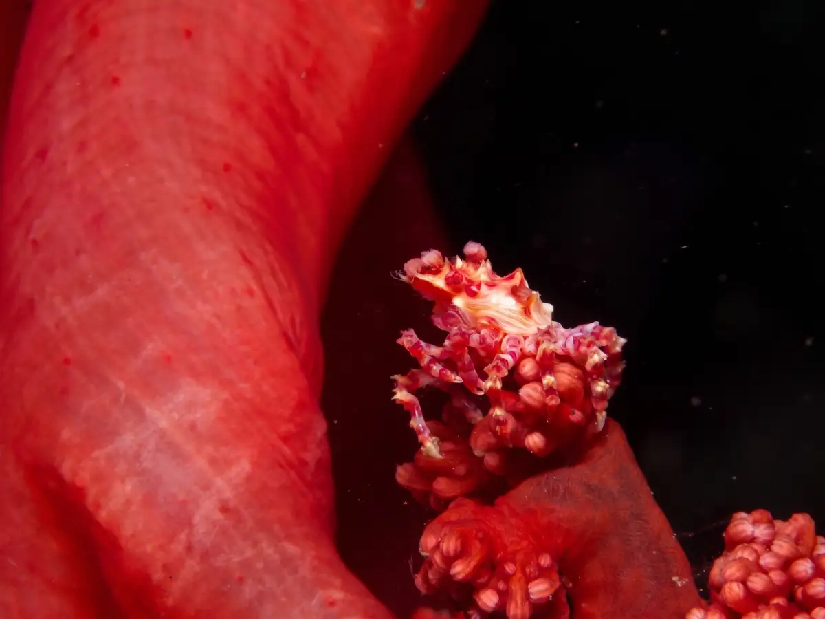 A candy crab on soft coral at Nudi Falls, Lembeh Strait