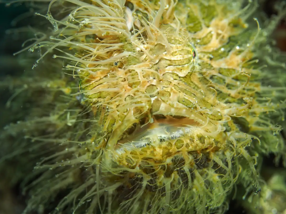 A hairy frogfish on the black sand at Lembeh Strait, North Sulawesi