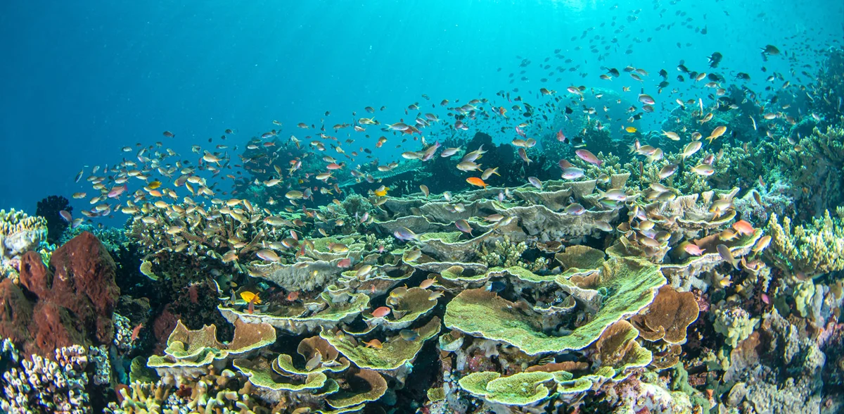 Cabbage corals on the reef slope at Sali Kecil, South Halmahera