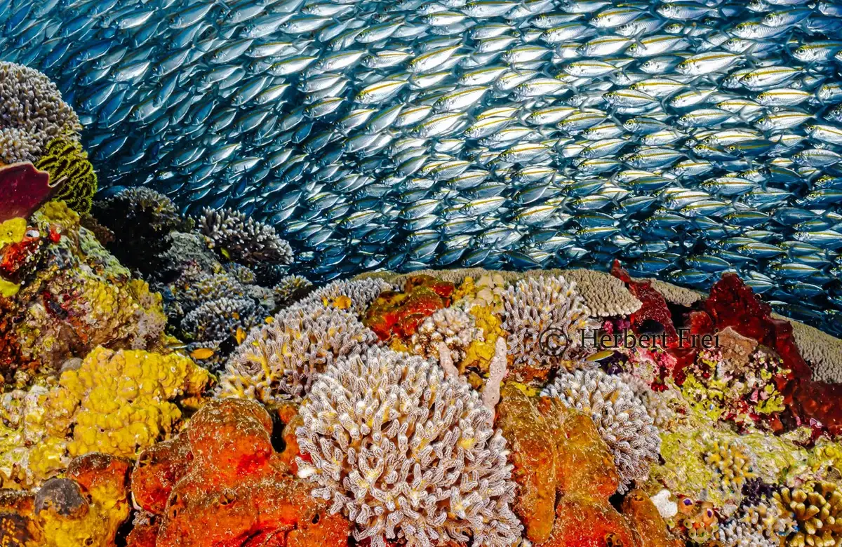Schooling reef fish at Kusu Island, South Halmahera