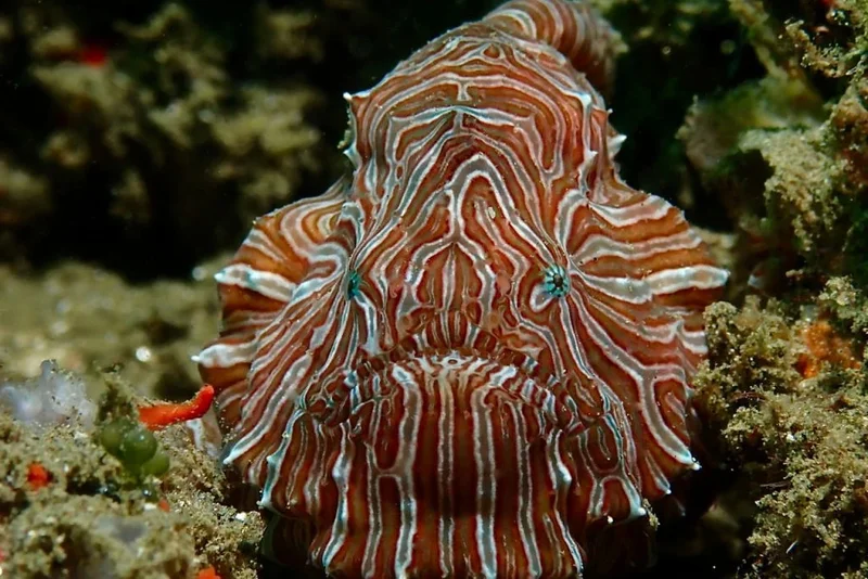 Ambon