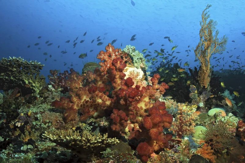 Central Raja Ampat