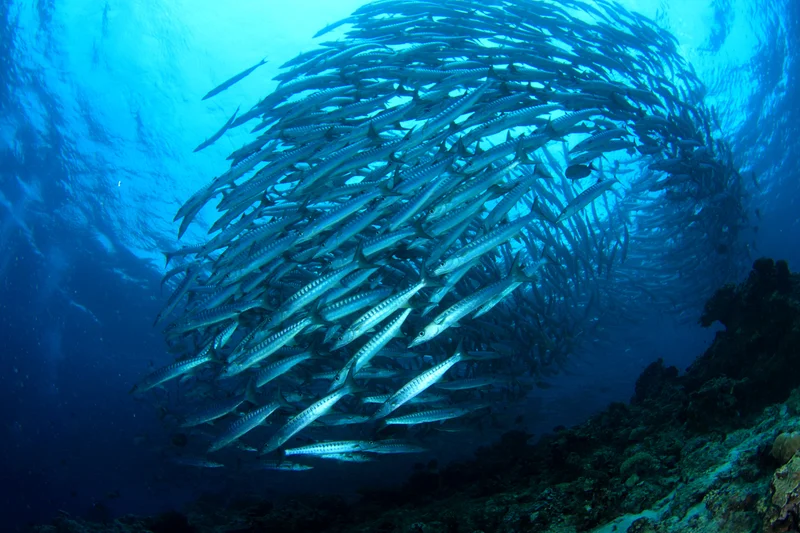 Sipadan, Mabul & Kapalai