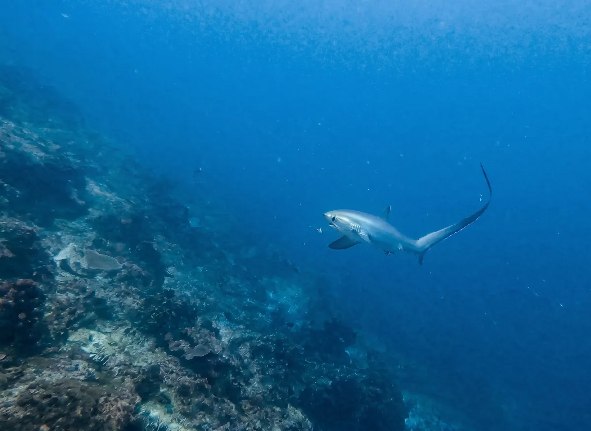 A thresher shark in the waters of the Derawan Archipelago.