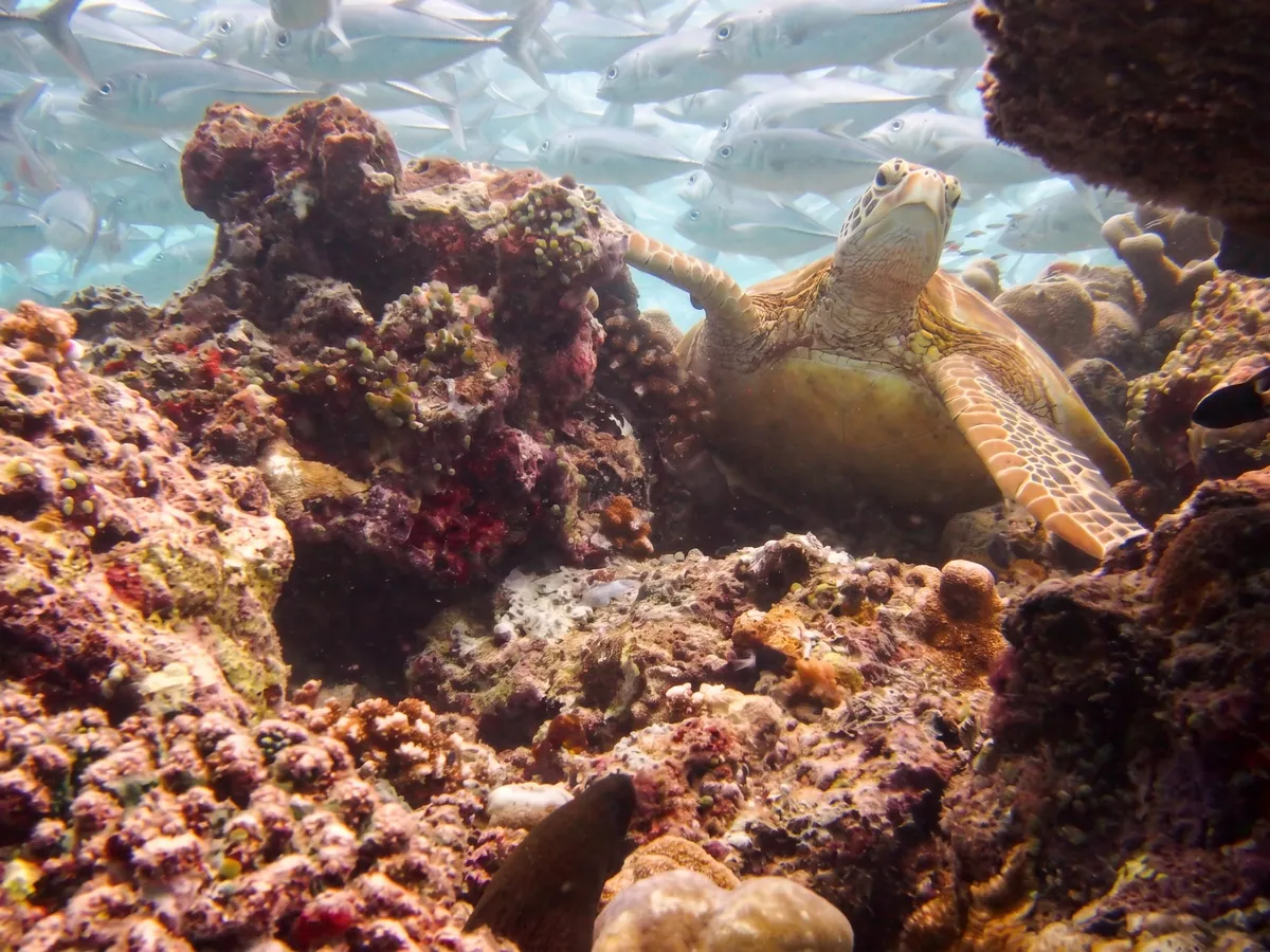 Green turtle and trevallies on the Paradise 2 house reef at Borneo Divers Mabul Resort.