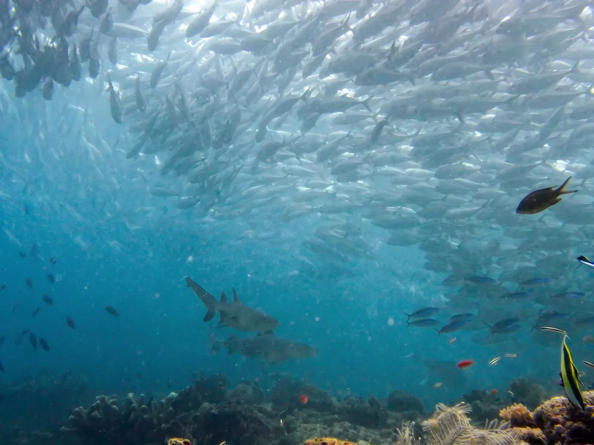 White-tip reef sharks with trevallies at Sipadan Island.