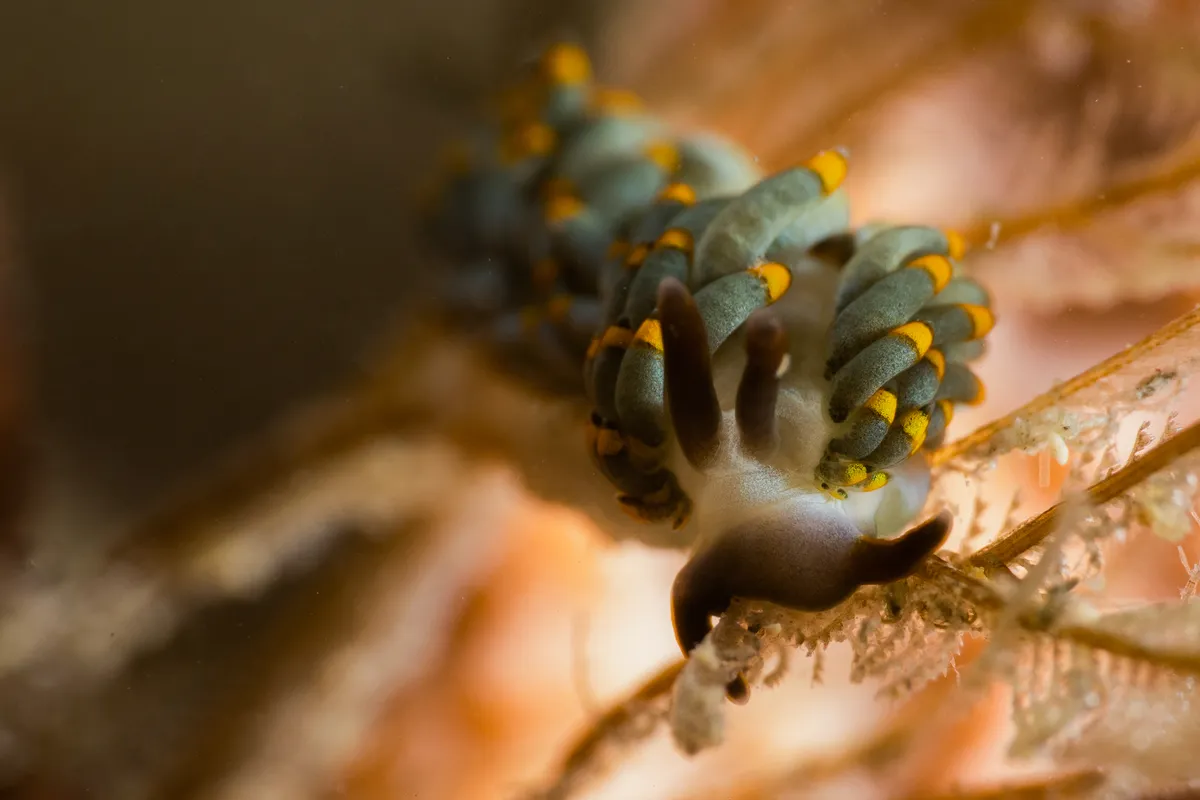 A Trinchesia nudibranch on the macro reef at Mabul, Semporna.