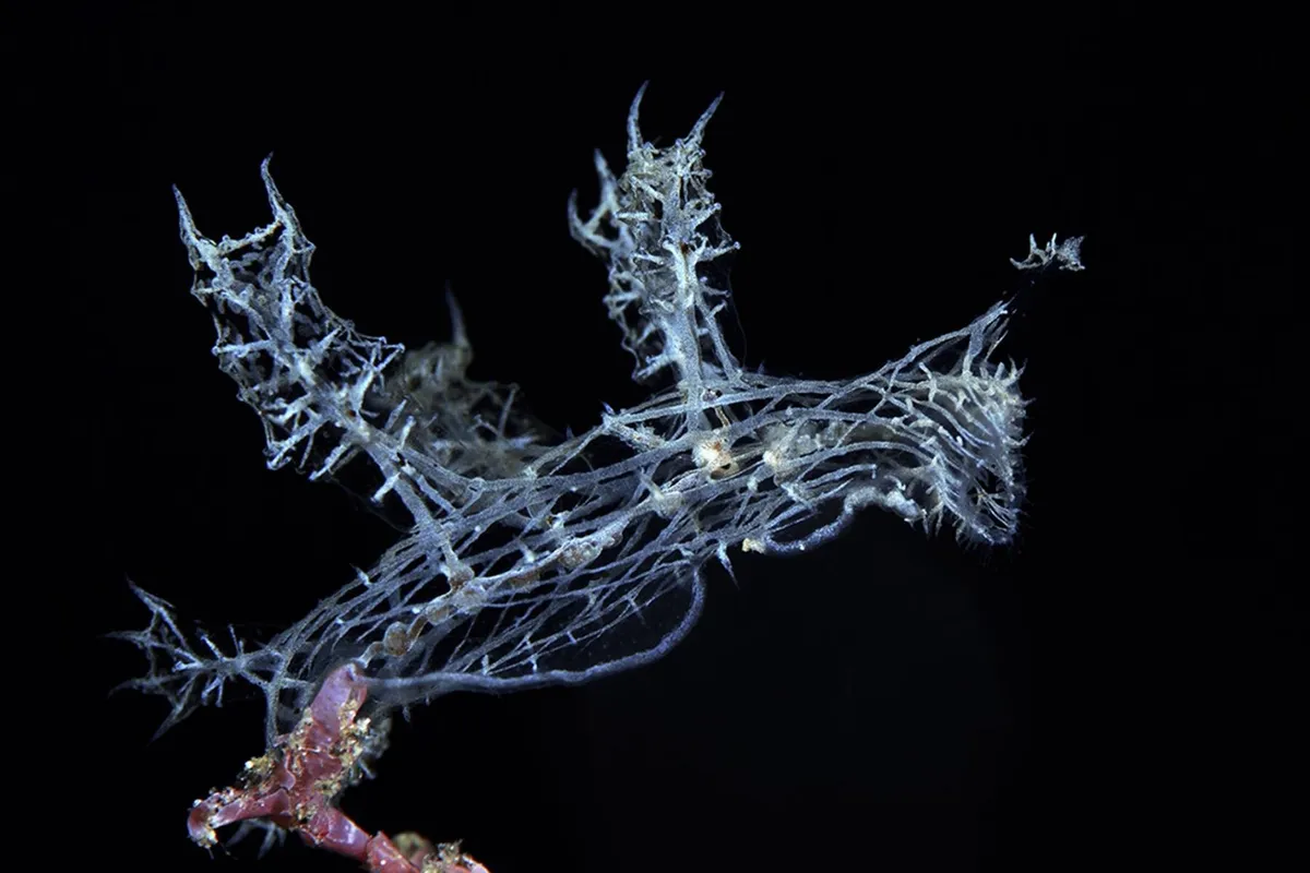 A phantom nudibranch on the Lembeh Strait.