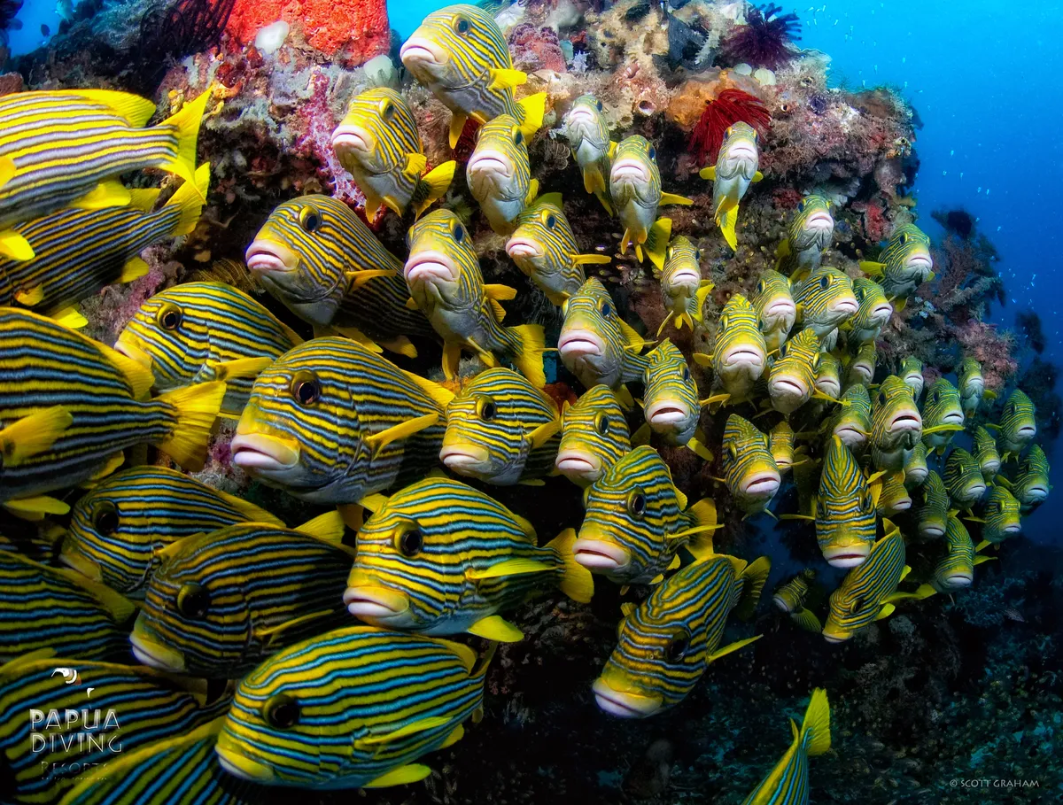 Oriental sweetlips schooling near Cape Kri, Raja Ampat.