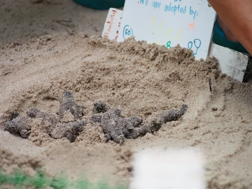 Support our conservation effort and adopting turtles.
