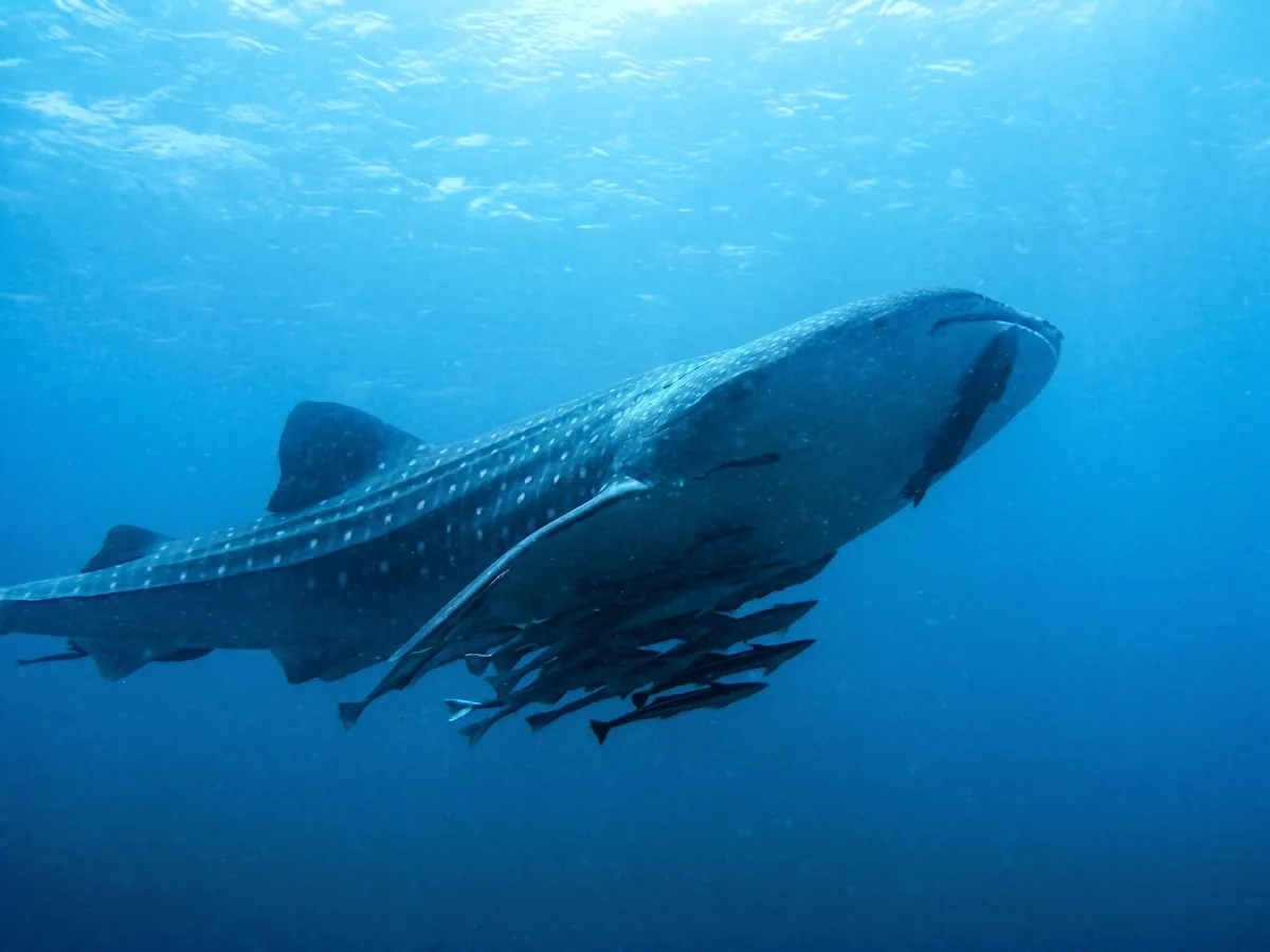 A whale shark at Lankayan Island in the Sulu Sea.