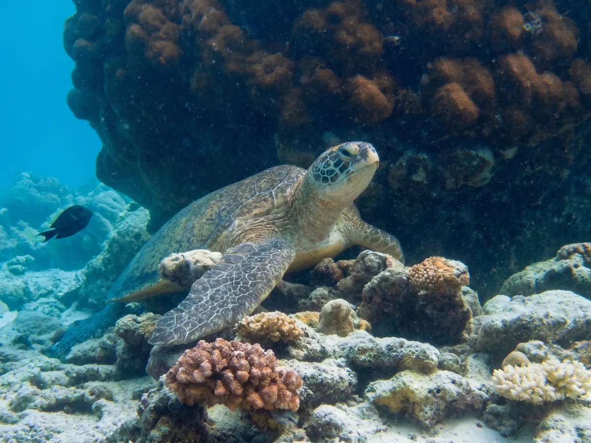 A green turtle on the reef at Mabul Island.