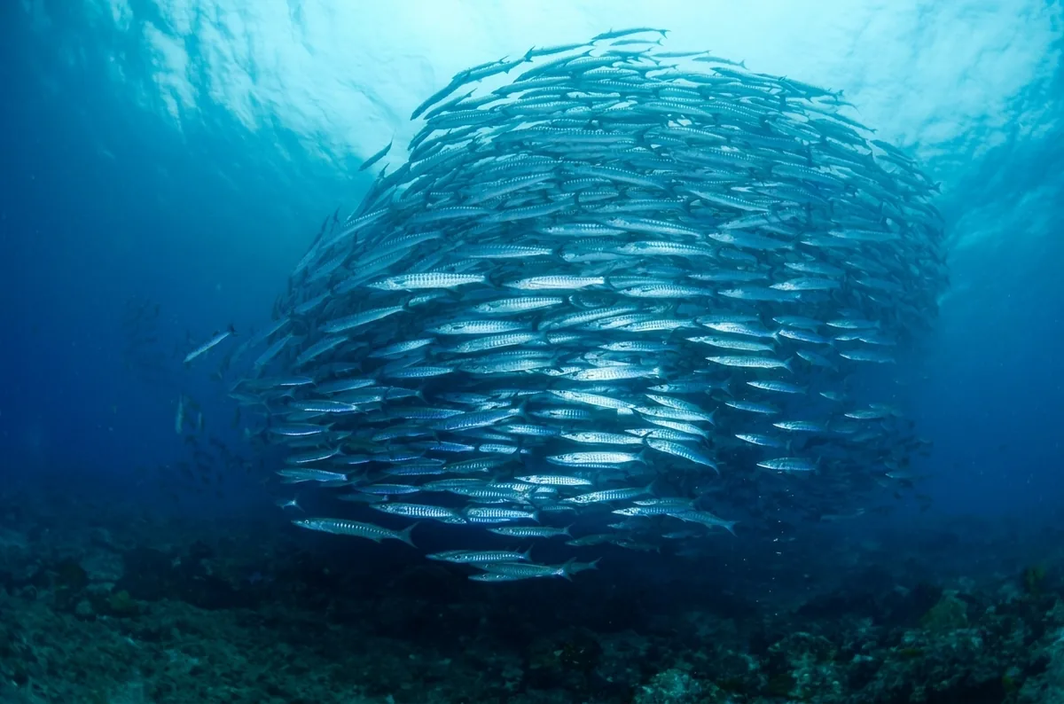 A school of chevron barracudas in the Derawan Archipelago.