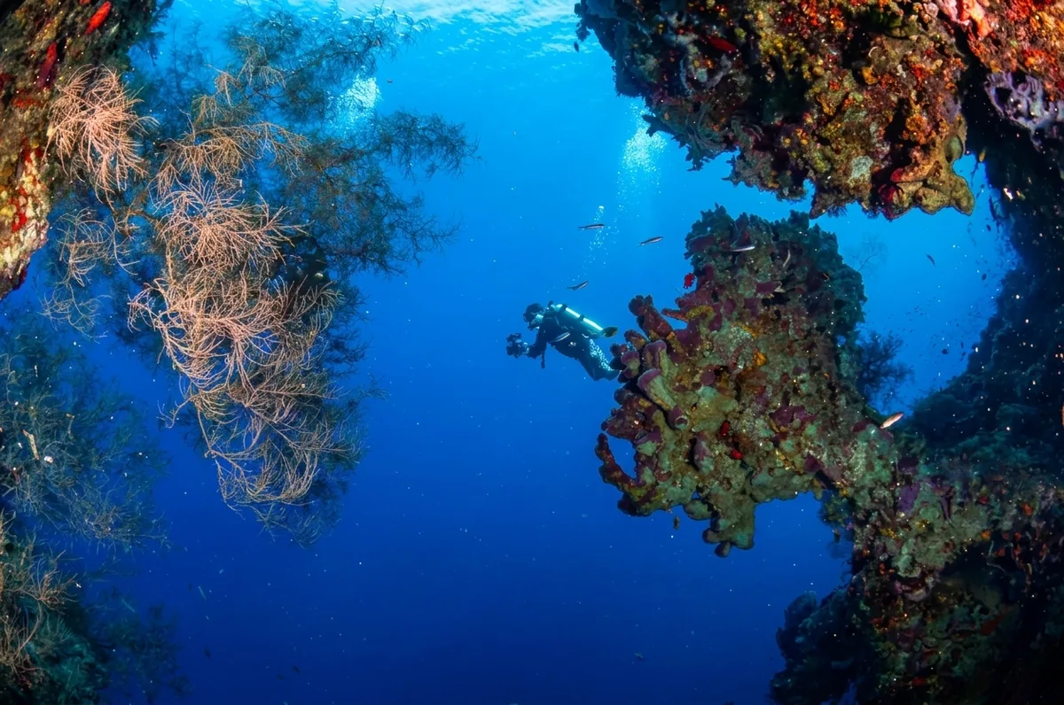 A diver beside black coral and sponge-covered rock on Fantasy Wall.