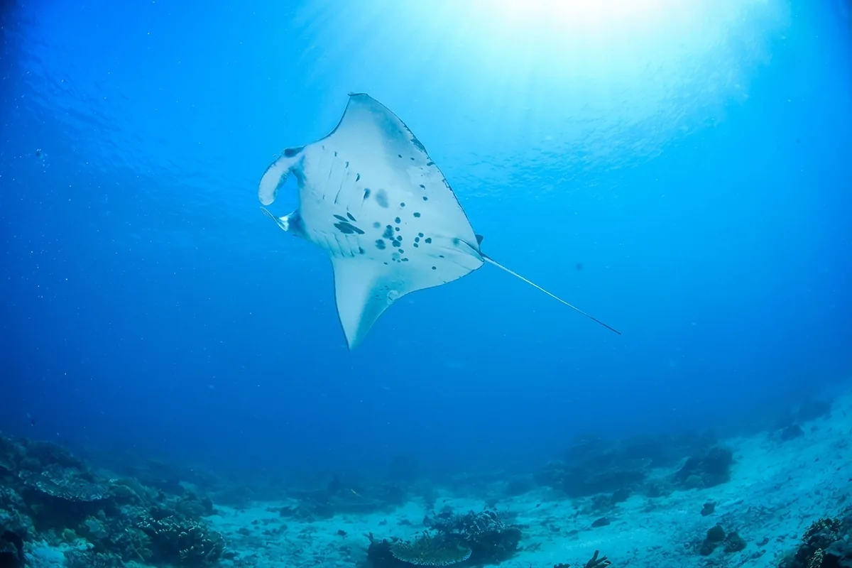 A reef manta ray seen from below in clear blue water.