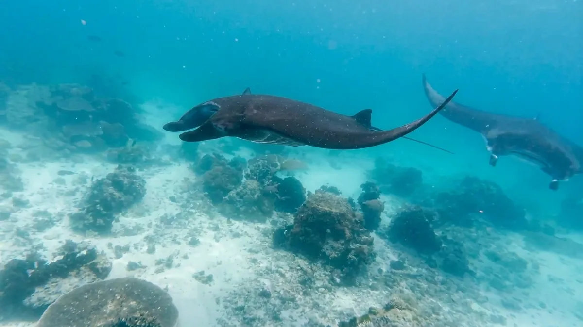 Two reef mantas gliding over a shallow sandy reef.